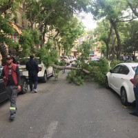 Güclü külək səbəbindən ağac qırılaraq avtomobillərin üzərinə düşüb